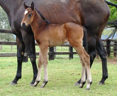 Hucklebuck as a foal